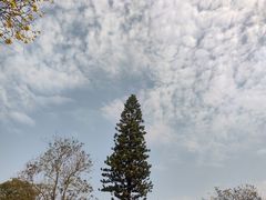 -中国科学院华南植物园