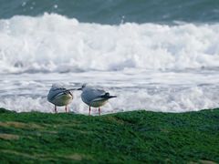 -日照灯塔风景区