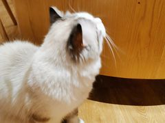 -滚猫咖啡·猫咖·猫友好撸猫(未来城店)
