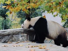 -卧龙中华大熊猫苑神树坪基地