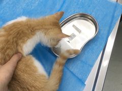 -北京恒爱动物医院(清景园分院)