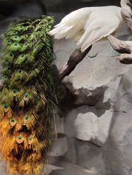 -Zoolung Zoolung动物主题公园(海信广场店)