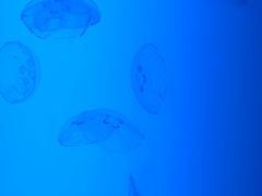 -瑞普利水族馆