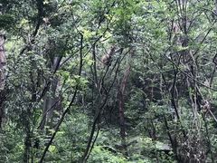 -木兰云雾山