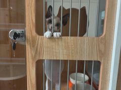 -山宅一喵德文卷毛猫舍