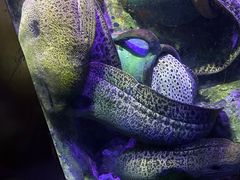 -太平洋海底世界