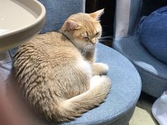 -逗柴咖啡屋·狗咖猫咖宠物桌游