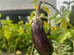 -养云安缦吧THE BAR