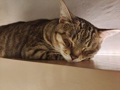 -猫儿山۰猫主题餐厅