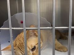 -中农国际动物医院24小时·猫科·骨科·急重症中心