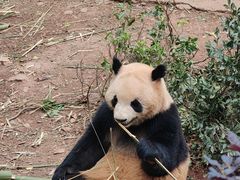 -成都大熊猫繁育研究基地