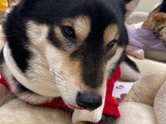 -逗柴咖啡屋·狗咖猫咖宠物桌游