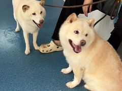 -宠颐生猫科·内科皮肤科(西平世纪城店)