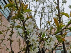 -ventus spa 沙巴亚庇正宗精油按摩会所