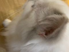 -滚猫咖啡·猫咖·猫友好撸猫(未来城店)