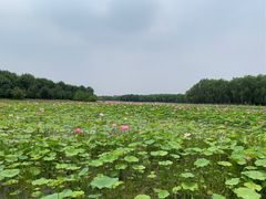 -东郊湿地公园