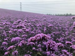 -紫颐香薰山谷景区