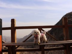-大岭沟猕猴桃谷风景区