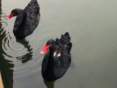 -深圳东部华侨城茵特拉根酒店