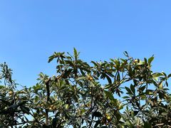 -塘栖枇杷特色园区