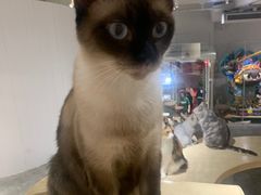 -more than meow吴止猫主题餐厅(承德 中船汇店)