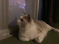 -猫猫幼稚园·撸猫·桌游·电玩
