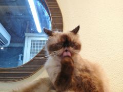 -more than meow吴止猫主题餐厅(承德 中船汇店)