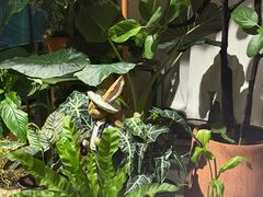 -Thai Basil罗勒叶泰式餐厅(时代天街店)