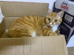 -御宝贝·A梦猫科宠物医院(国际猫友好医院)