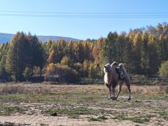 -塞罕坝国家级自然保护区