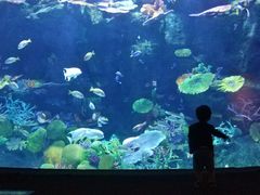 -暹罗海洋世界