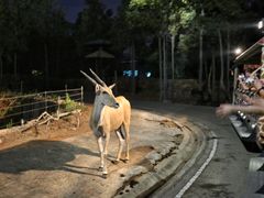 -清迈夜间动物园