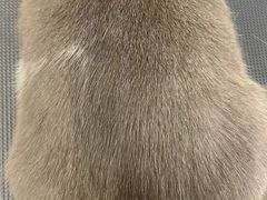 -comecome来吧宠物(奥克斯中心店)