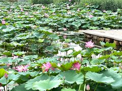 -天津东丽湖风景区