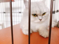 -安安宠医·安宠宠物医院