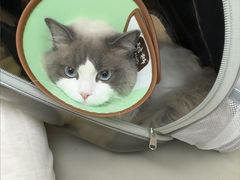 -瑞派康怡24h宠物医院·犬猫医疗中心·微创绝育(瑞景分院)