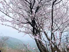 -香山公园