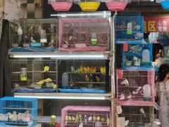 -溪岸路花鸟市场