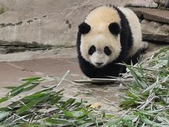 -中国大熊猫保护研究中心雅安碧峰峡基地