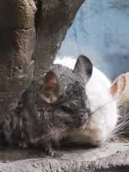 -Zoolung Zoolung动物主题公园(海信广场店)