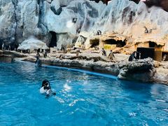 -帝企鹅自助餐厅•儿童岛•真企鹅(长隆企鹅酒店)