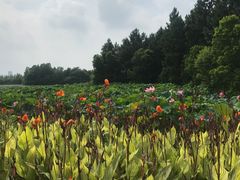 -艾溪湖湿地公园