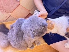 -猫冇咖·家门口的撸猫馆(大融城店)