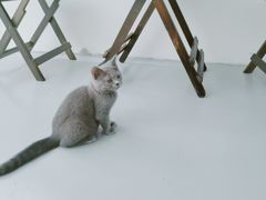 -猫友咖啡店(玉林西路店)