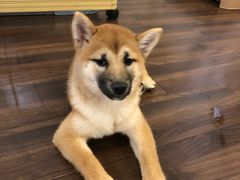 -柯斗斗主题餐厅·狗咖·围炉煮茶·茶饮(国瑞升平里店)