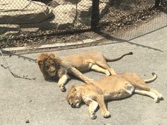 -大连森林动物园