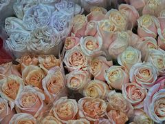 -循礼门鲜花花市(武汉循礼门店)