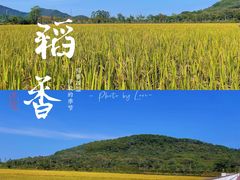 -艾米稻香小镇