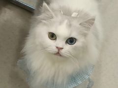 -共舞时光猫咖·狗咖(新街口店)