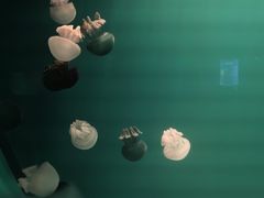 -福州罗源湾海洋世界旅游区